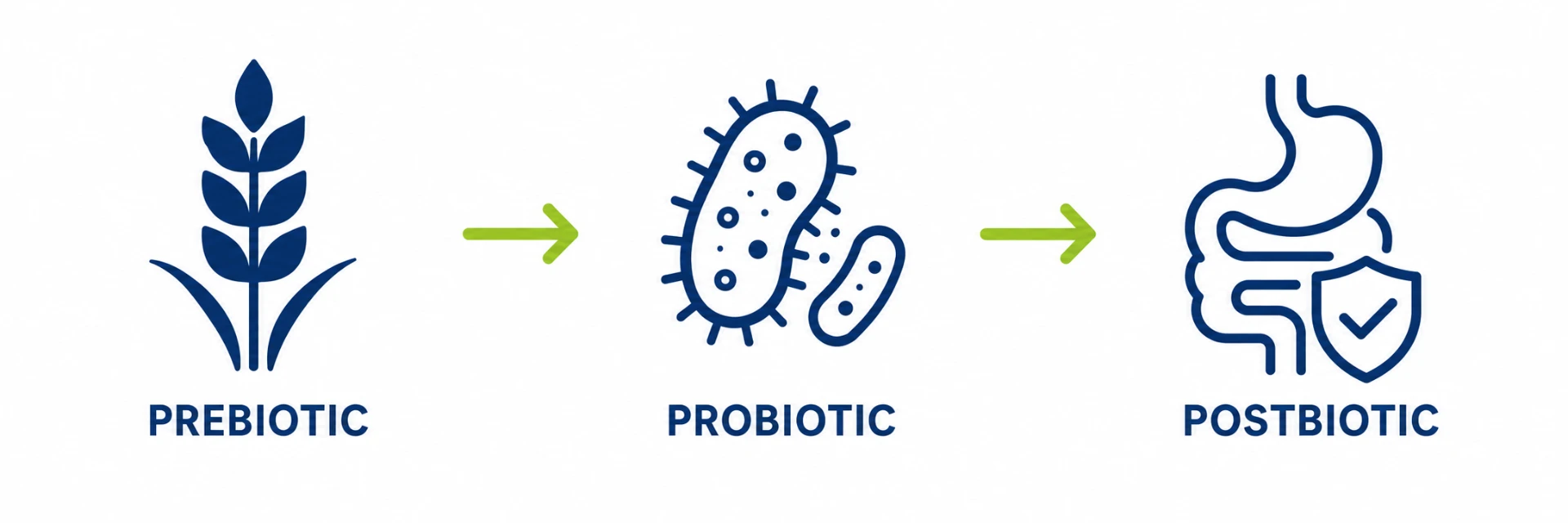 Prebiotic feeds gut bacteria, probiotic adds live bacteria, postbiotic supports the gut lining